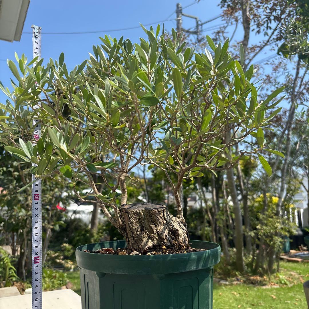 ポップ　オリーブの木　古木　極太　植物　盆栽