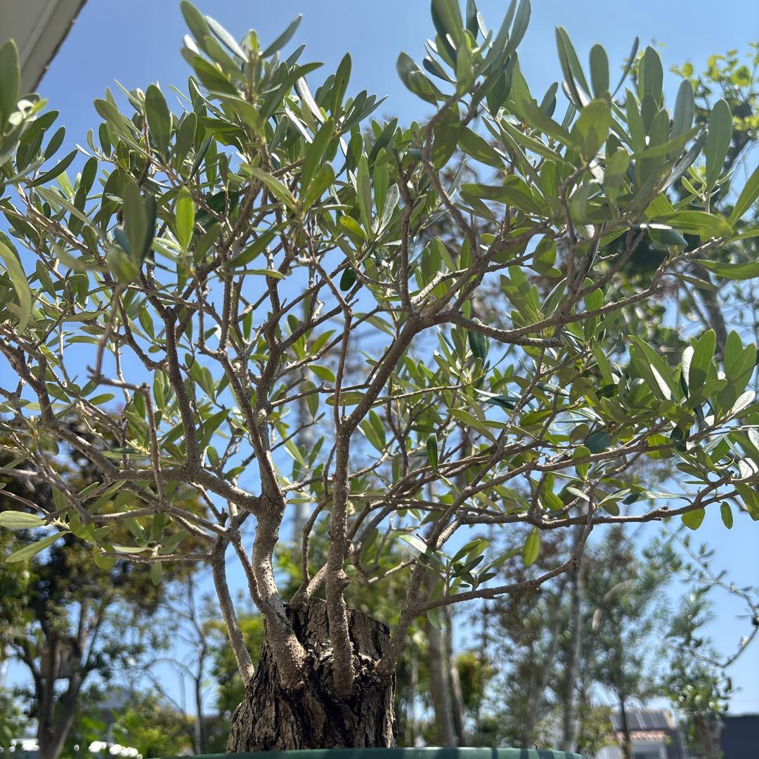 ポップ　オリーブの木　古木　極太　植物　盆栽