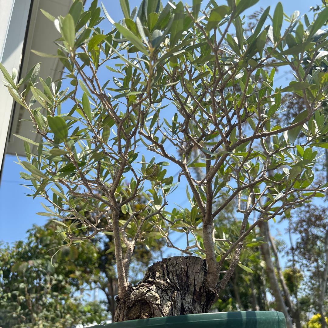 ポップ　オリーブの木　古木　極太　植物　盆栽