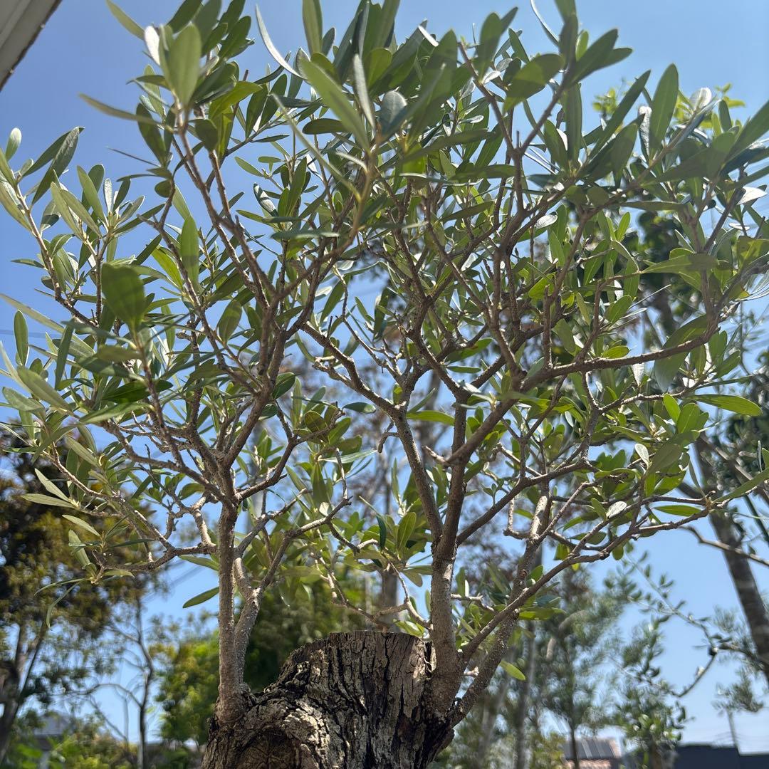 ポップ　オリーブの木　古木　極太　植物　盆栽