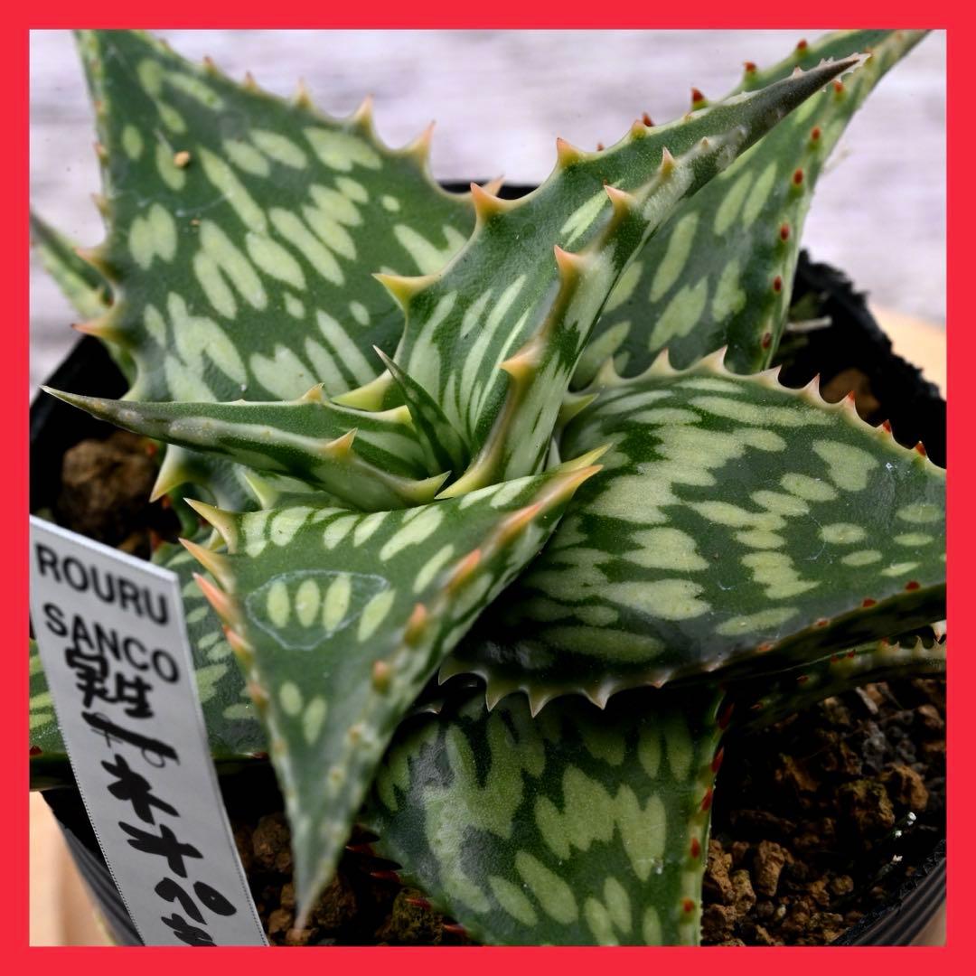 アロエ 実生 ネオペキヘミ ペッキー×ヘミンギー 多肉植物 極上苗