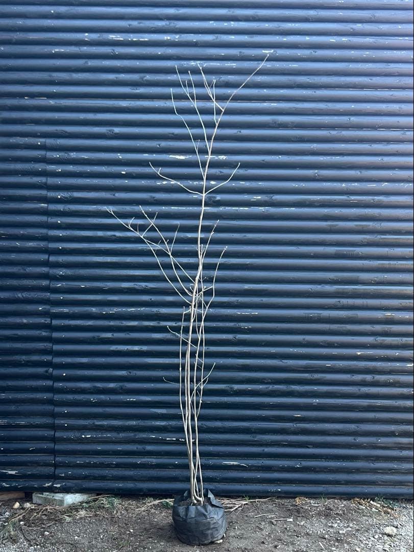 山採り天然　アオダモ　5本株立ち　82