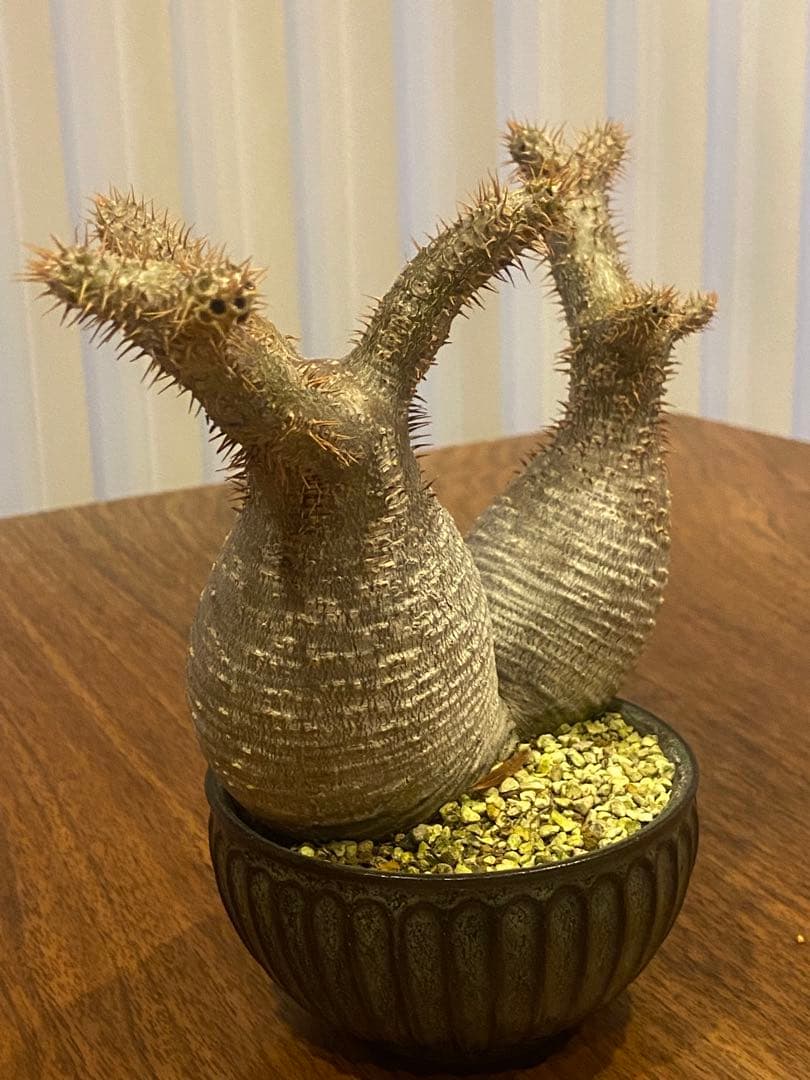 パキポディウムグラキリス　ダブルヘッド　希少株