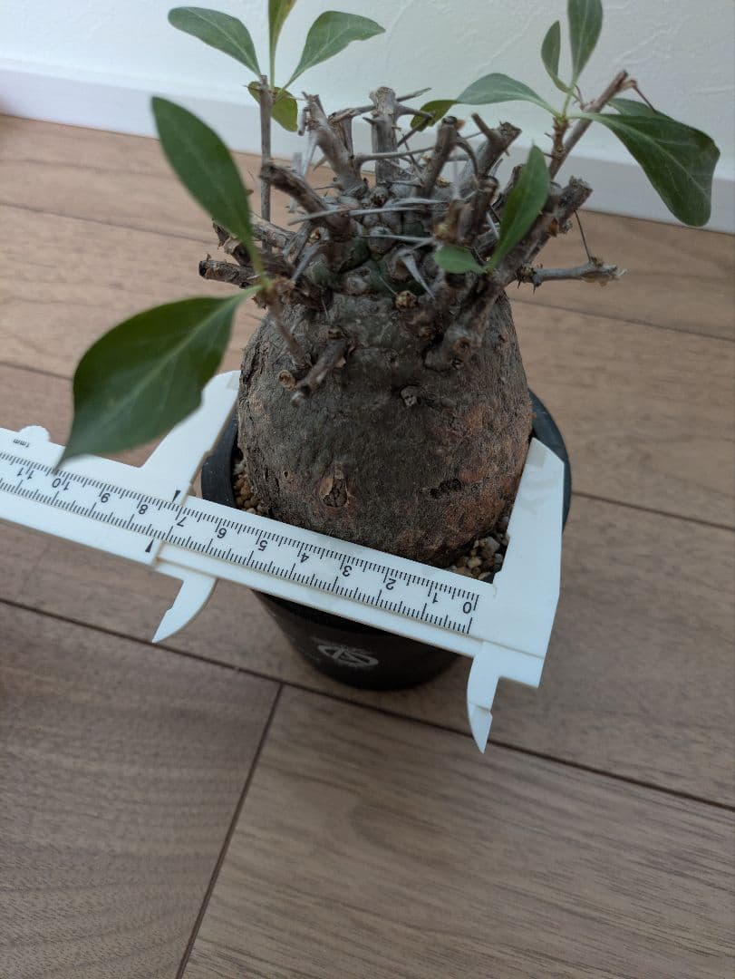 コレクション株！フォークイエリア　コルムナリス　赤肌　発根済み