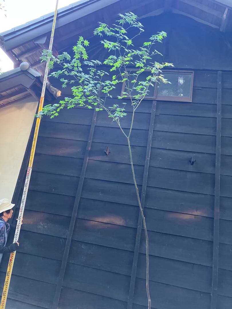 60 山採り　ヒナウチワカエデ