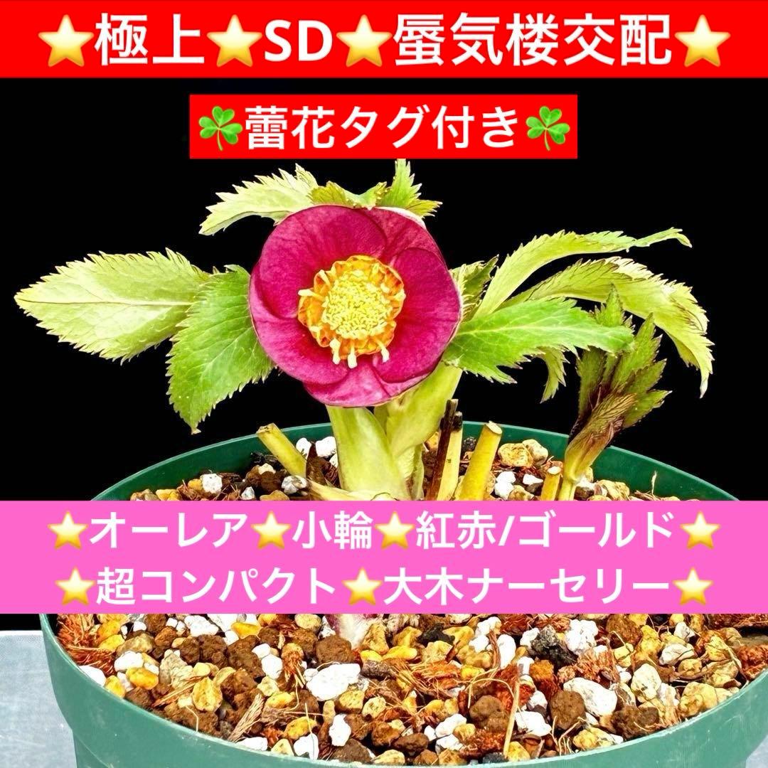 u*0様 541☘️蕾花タグ付☘️極上⭐️SD⭐️蜃気楼交配⭐️小輪⭐️紅赤/ゴ