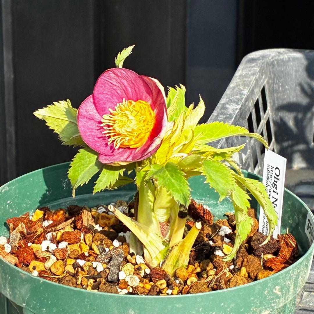 u*0様 541☘️蕾花タグ付☘️極上⭐️SD⭐️蜃気楼交配⭐️小輪⭐️紅赤/ゴ