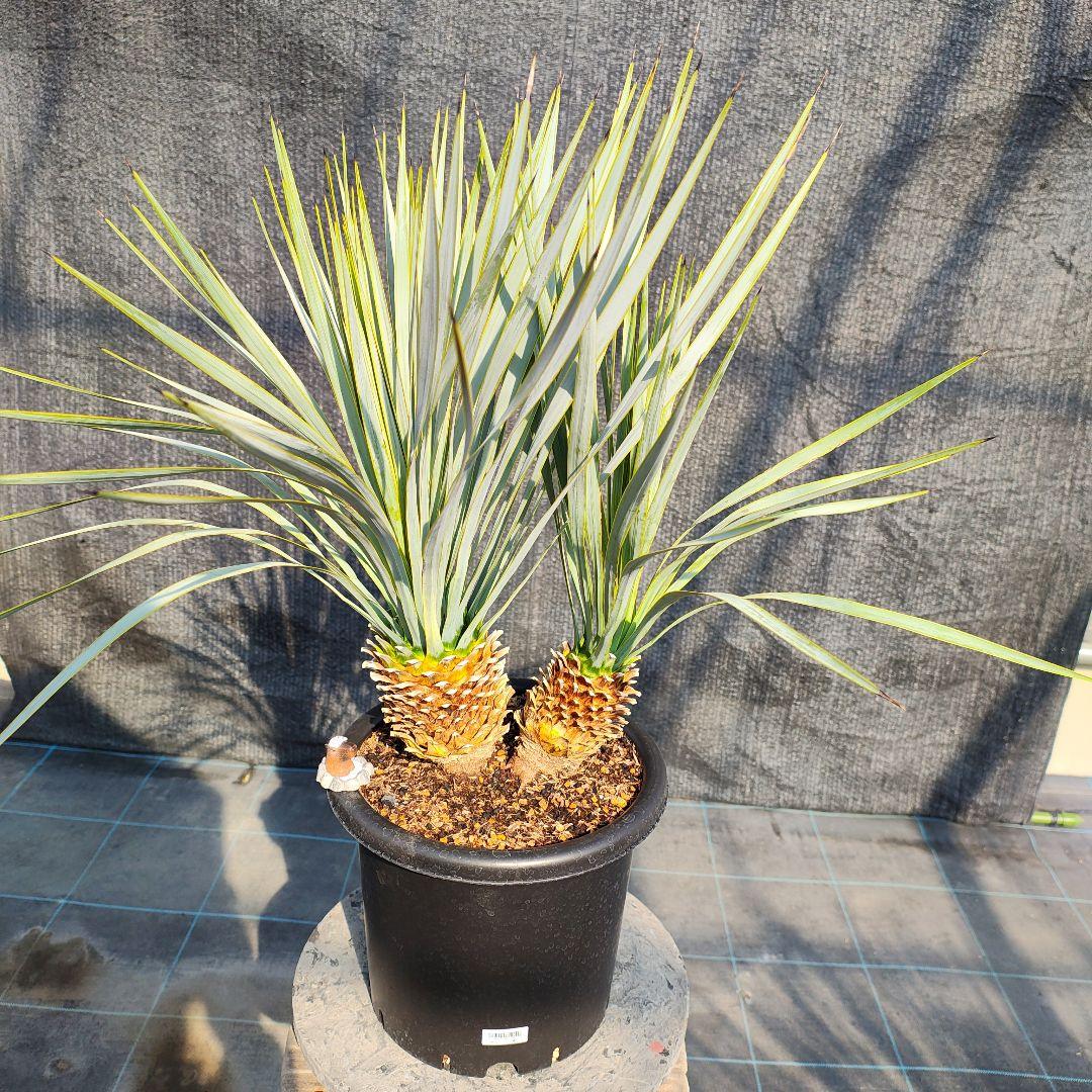 ロストラータ Hyb だぶるへっど