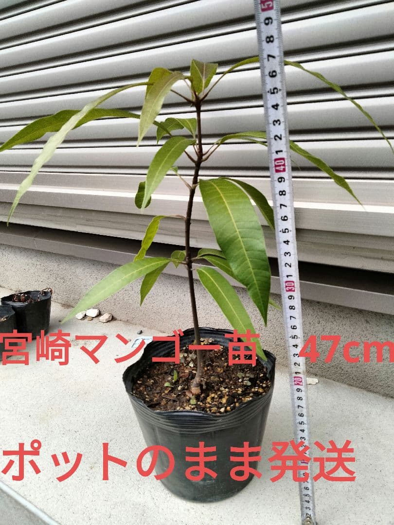 宮崎マンゴー苗木　無農薬　マンゴー苗木　ポットのまま発送　宮崎マンゴー苗木99