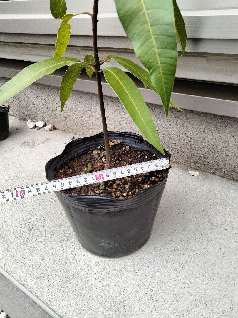 宮崎マンゴー苗木　無農薬　マンゴー苗木　ポットのまま発送　宮崎マンゴー苗木99
