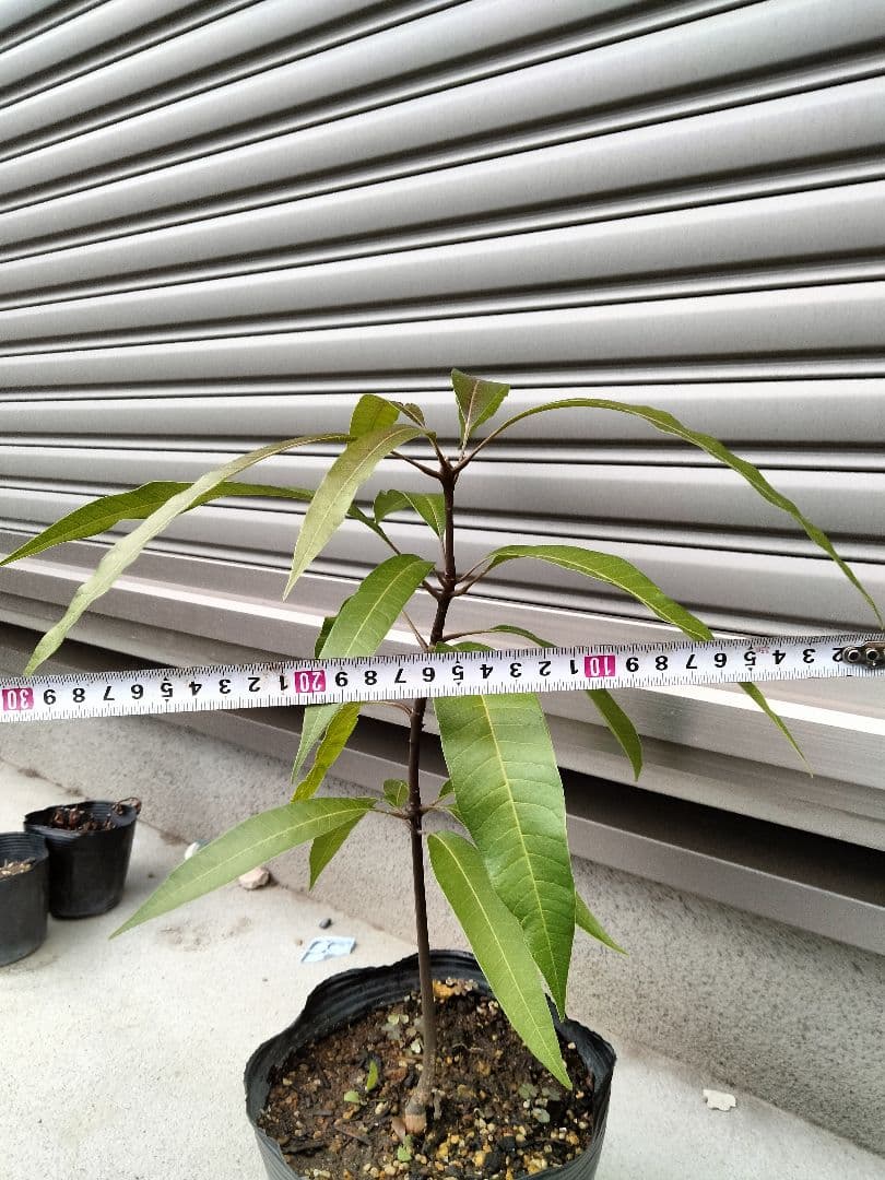 宮崎マンゴー苗木　無農薬　マンゴー苗木　ポットのまま発送　宮崎マンゴー苗木99