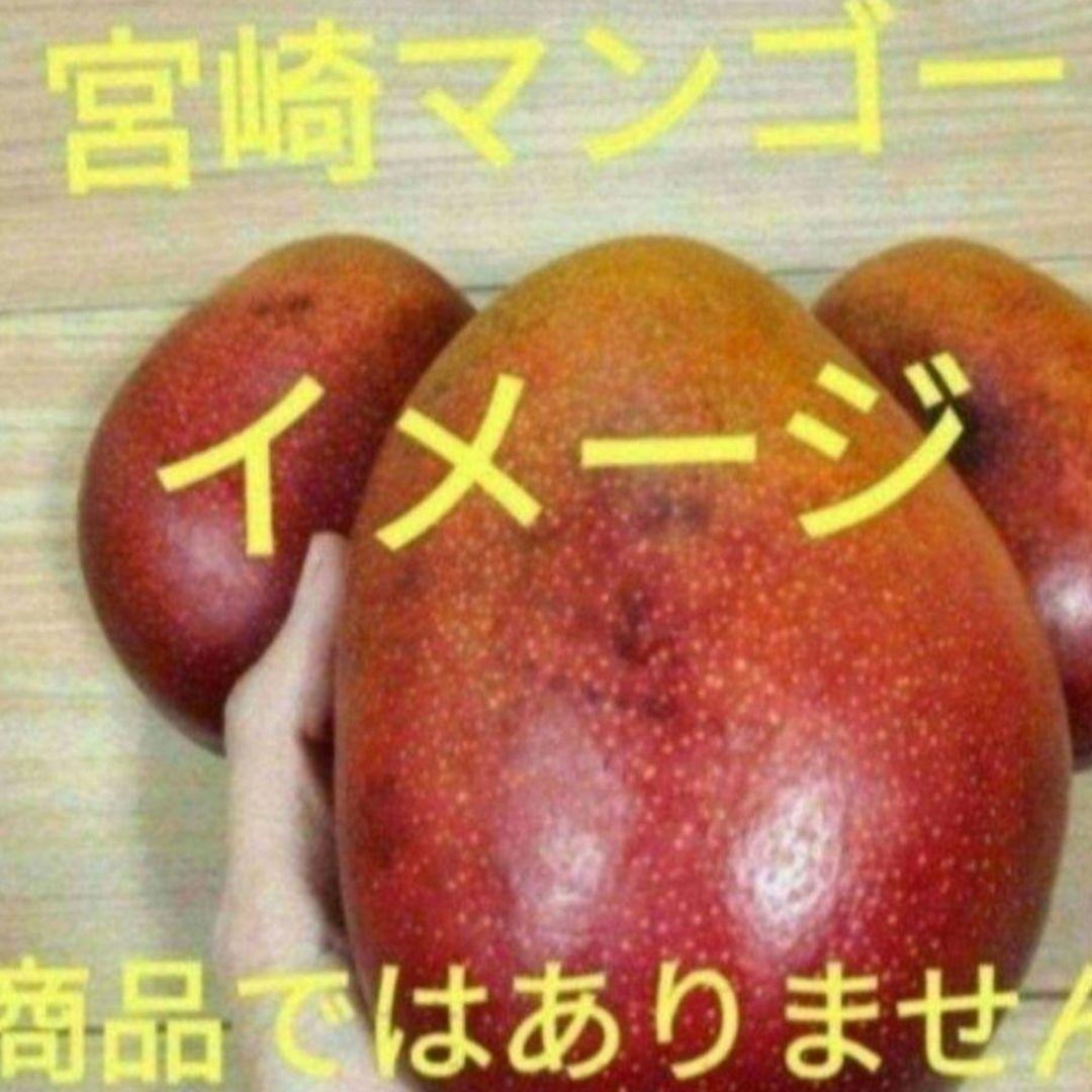 宮崎マンゴー苗木　無農薬　マンゴー苗木　ポットのまま発送　宮崎マンゴー苗木99