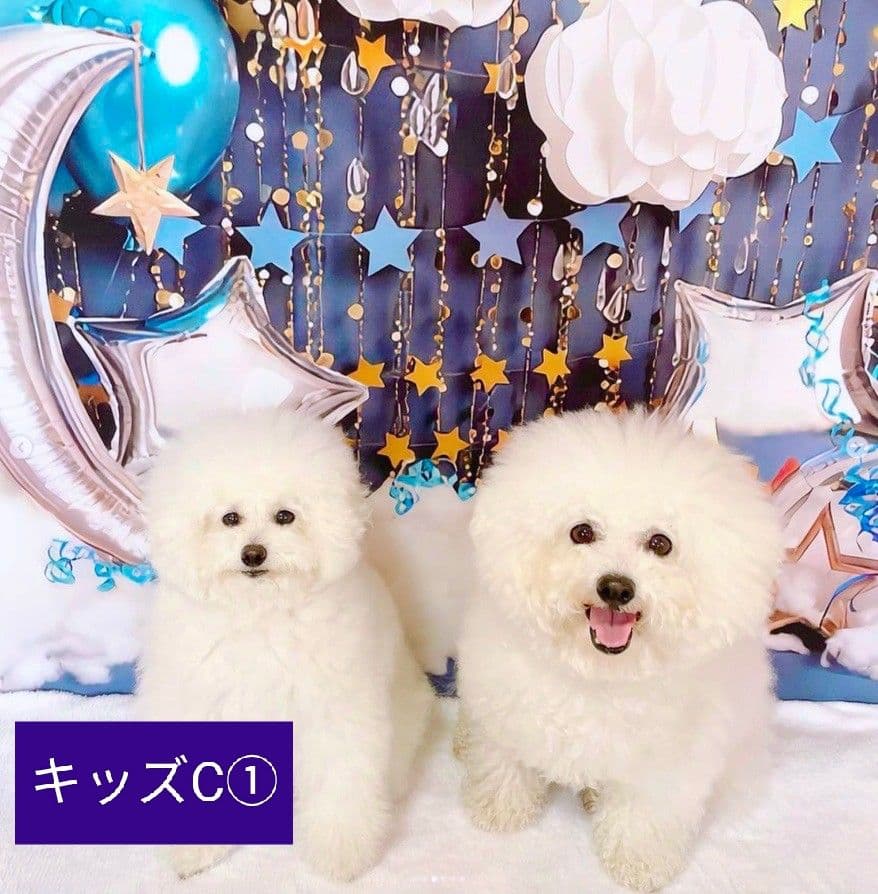 背景布夏BA②　キッズ、ペット、7,8月撮影用フォトブース　サーフィン　ピンク