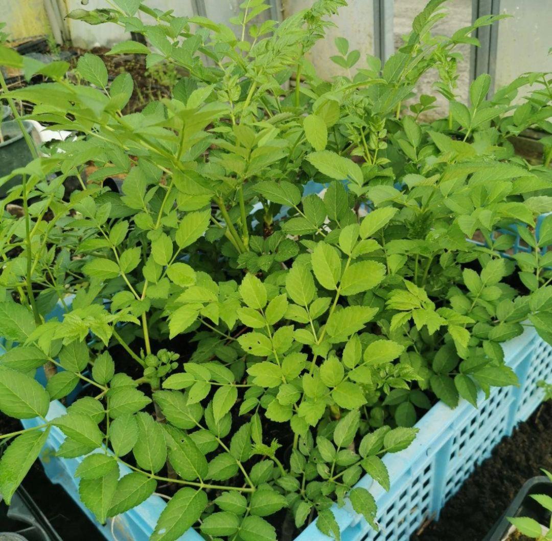 ※超超特盛大量割引※最後まで読むとプレゼント　熊本県阿蘇産棘なしタラの根800本