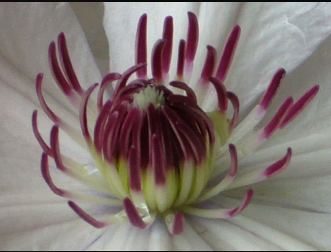 ジョンポール２　２年生　クレマチス