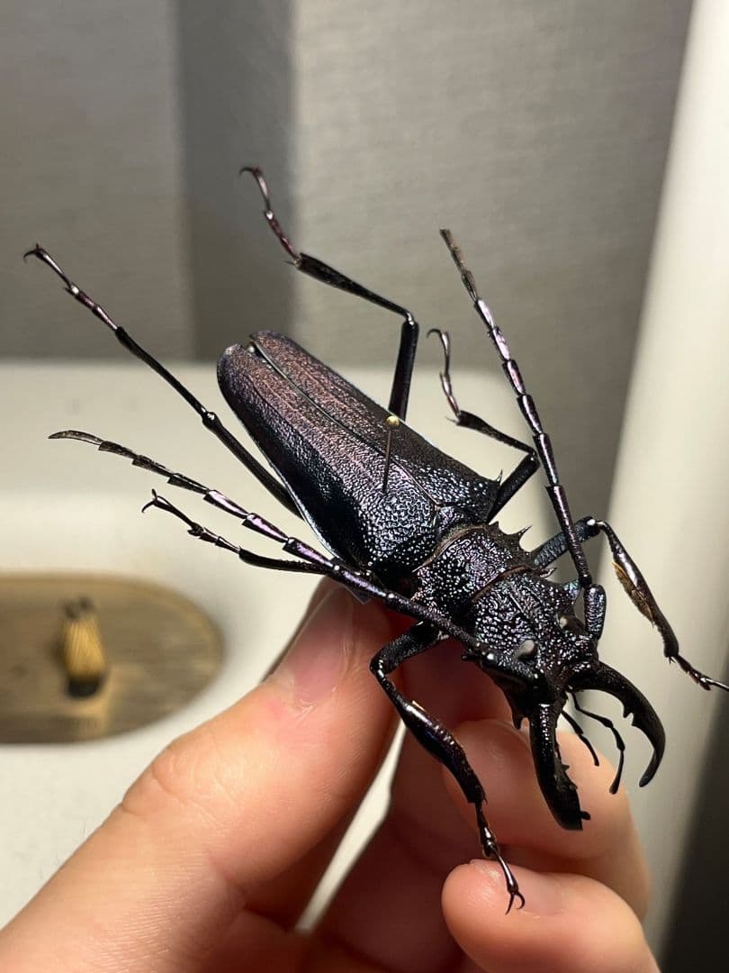 【濃紺】ツヤケシオニノコギリカミキリ ムラサキオニノコギリカミキリ キンオニ標本