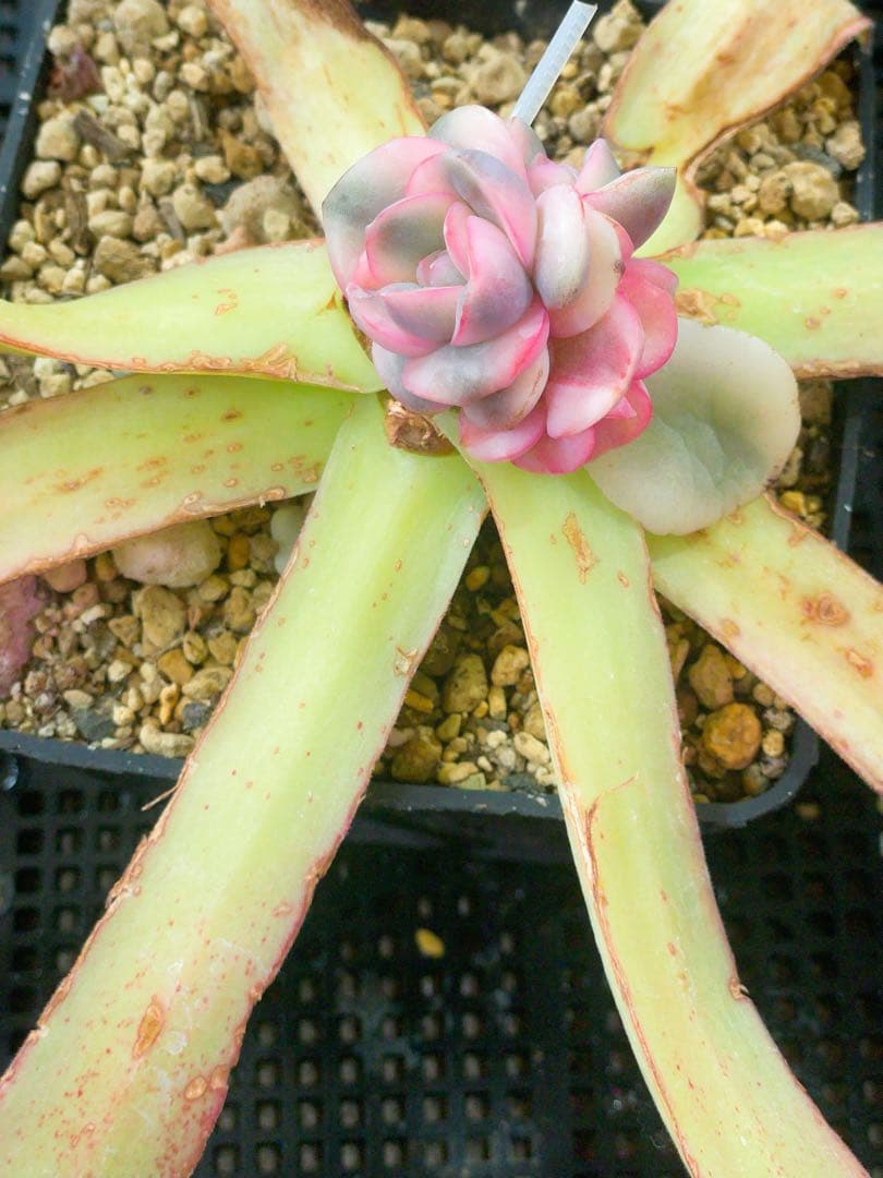 ピンクムーン錦　激レア 多肉植物　エケベリア　容器ごとヤマト便発送