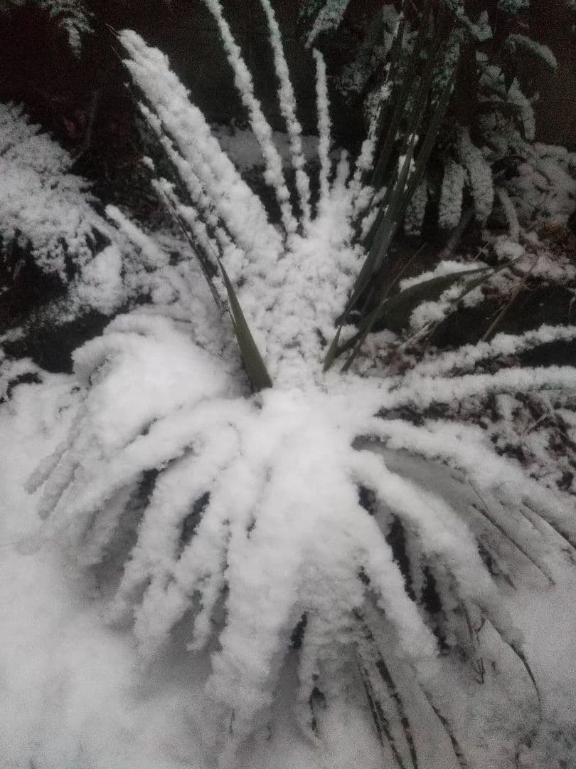 シアッツ　Rhopalostylis sapida　ニカウヤシ