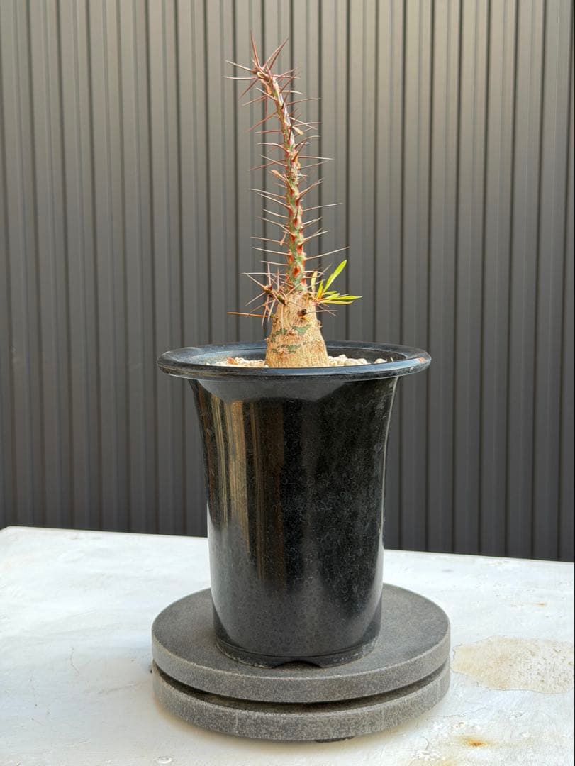 フォークエイリア　プルプシー　実生　カクタスグリーン購入