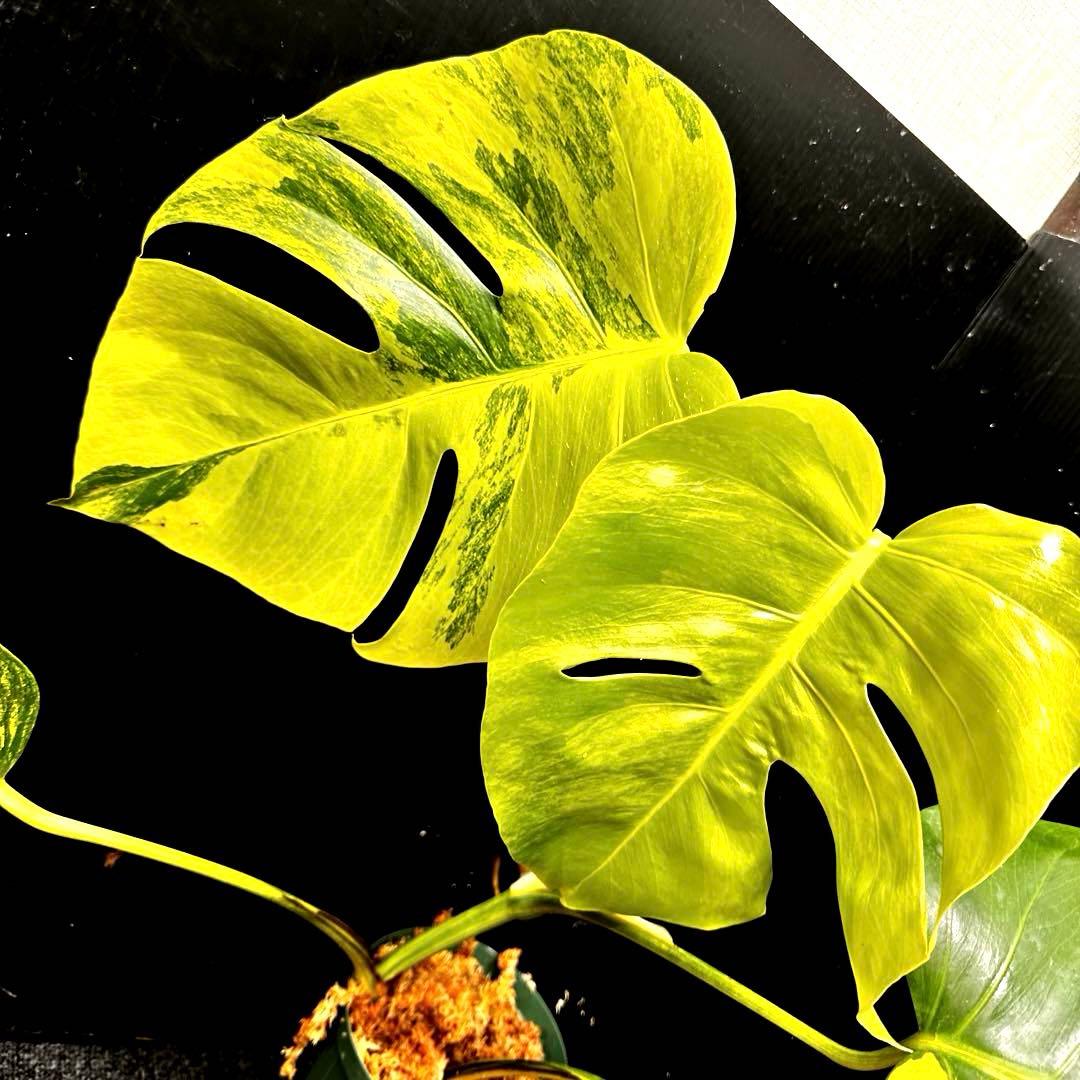 ☆*☆様 斑入りモンステラボルシギアナオーレア黄斑56㎝鉢植え/検索→イエローマ