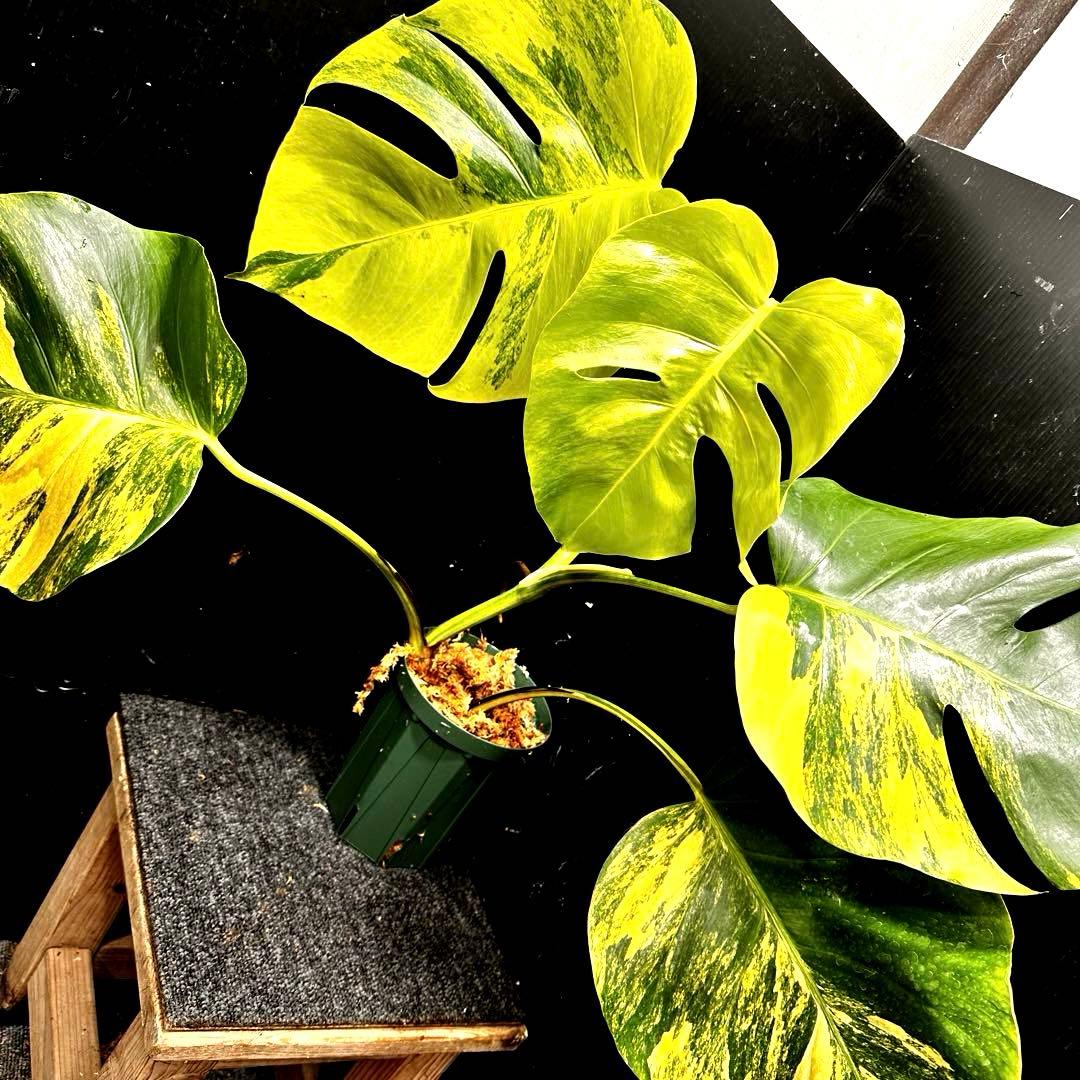 ☆*☆様 斑入りモンステラボルシギアナオーレア黄斑56㎝鉢植え/検索→イエローマ