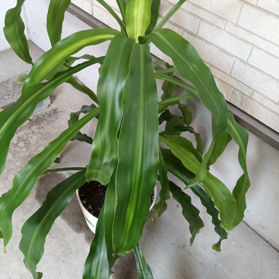 観葉植物 ストライプ模様の葉　幸福の木　ドラセナ　マッサンゲアナ