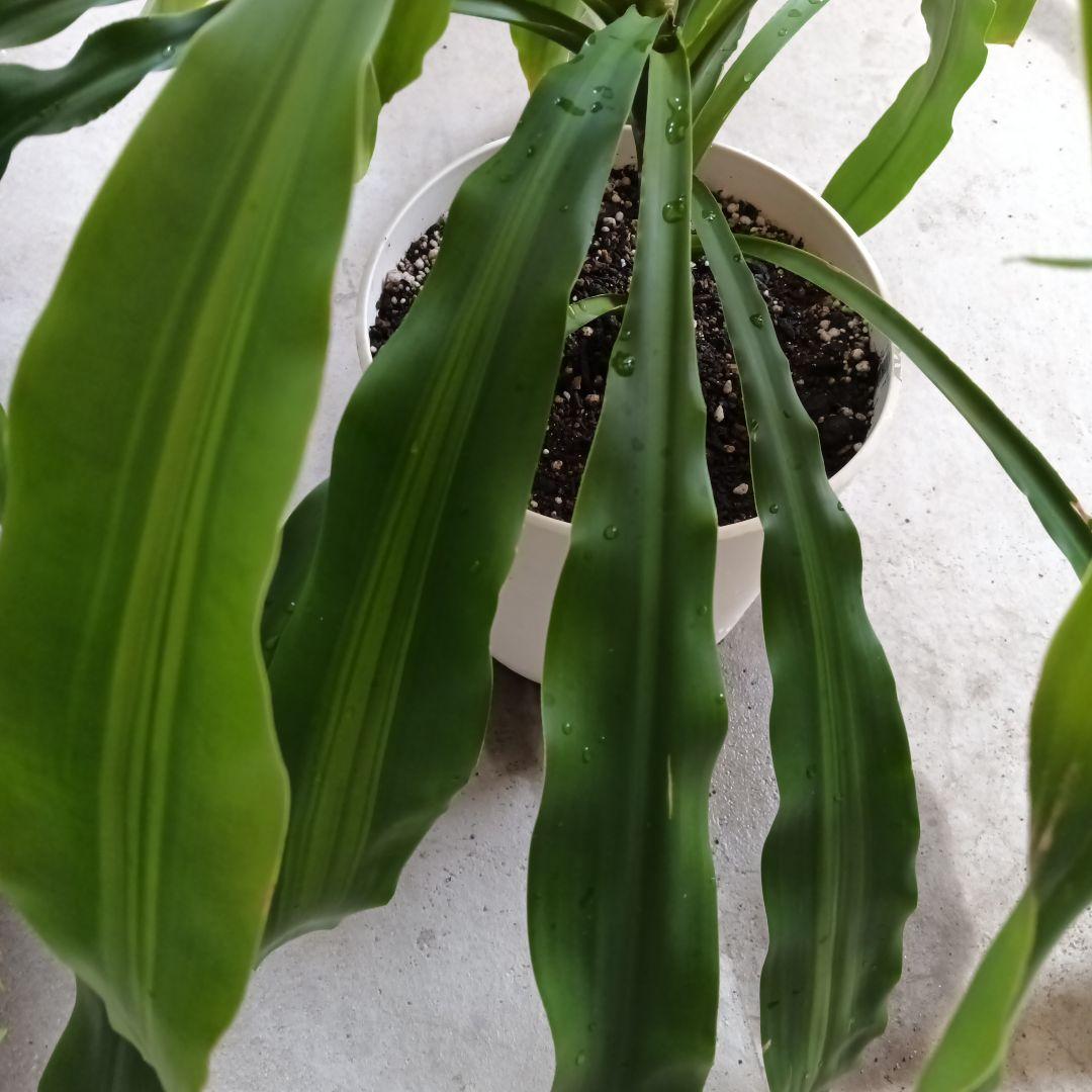 観葉植物 ストライプ模様の葉　幸福の木　ドラセナ　マッサンゲアナ