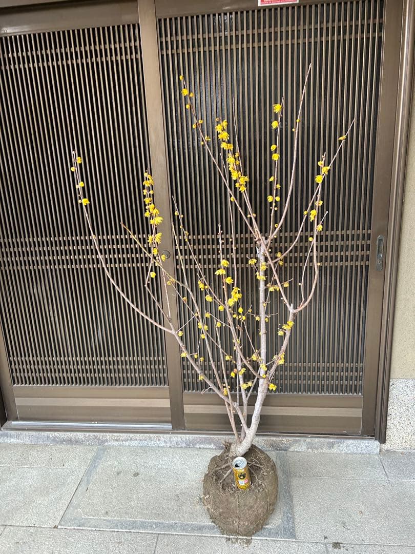 まさに旬　ロウバイ　蝋梅　花いっぱいの特大株 2注意事項確認ください。