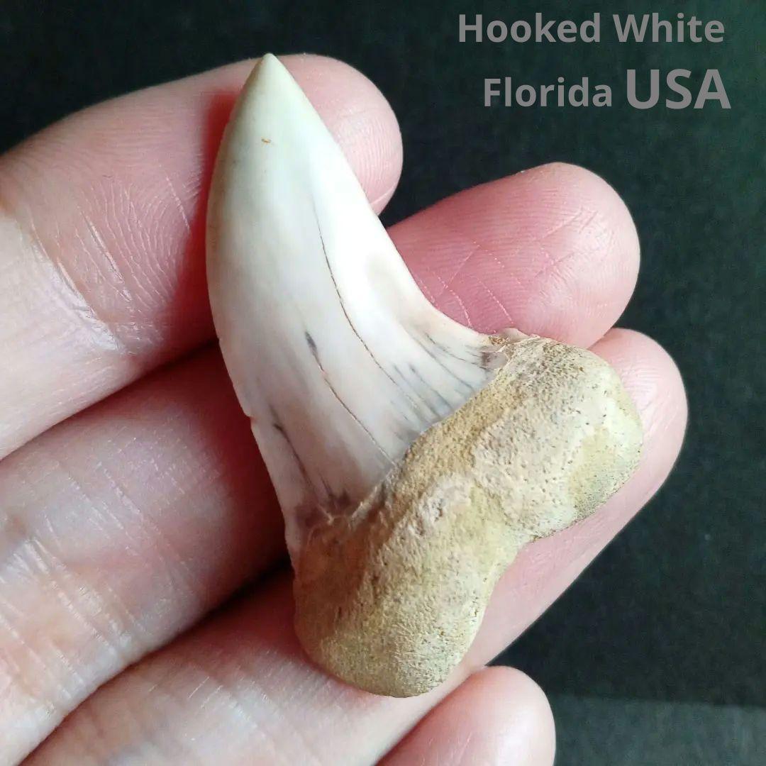 サメの歯化石　ホホジロザメ「フックホワイト」約43mm　極美麗　希少種