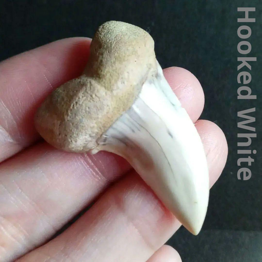 サメの歯化石　ホホジロザメ「フックホワイト」約43mm　極美麗　希少種