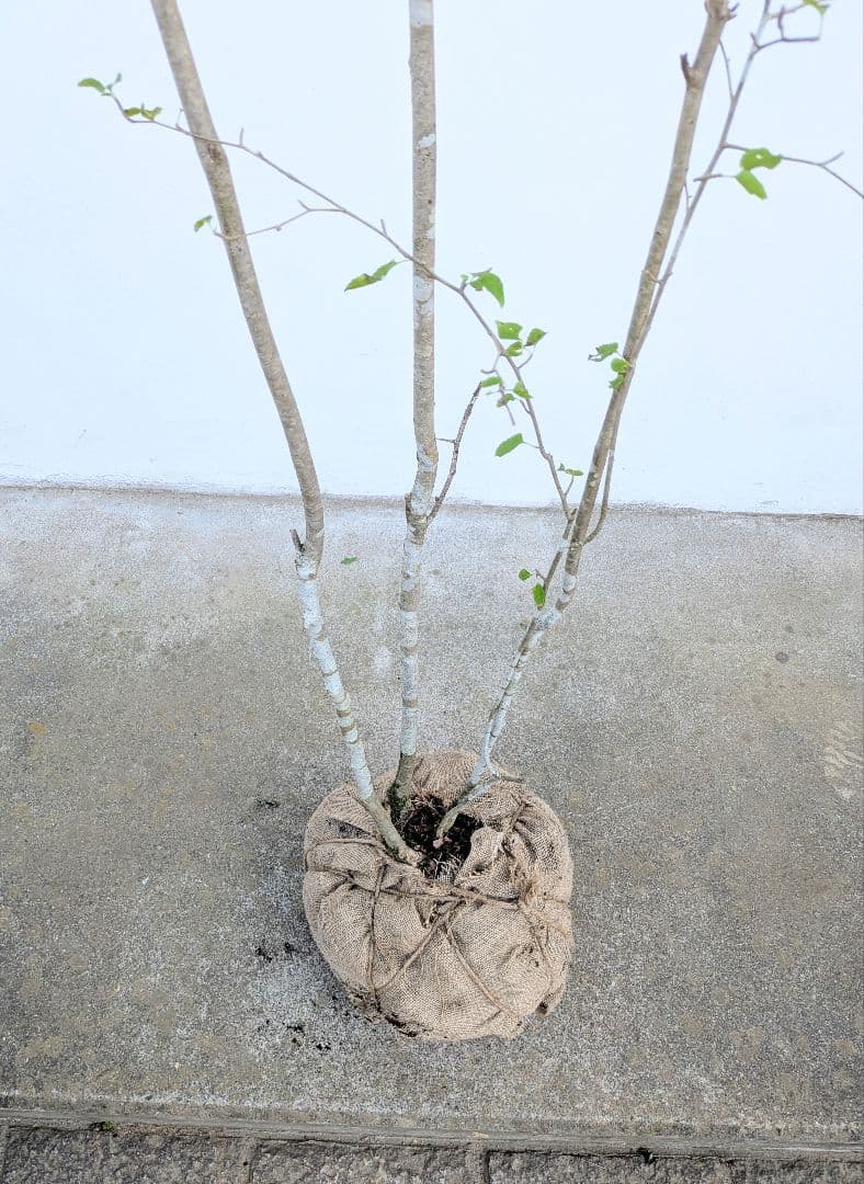 超逸品！山採りアオハダ。