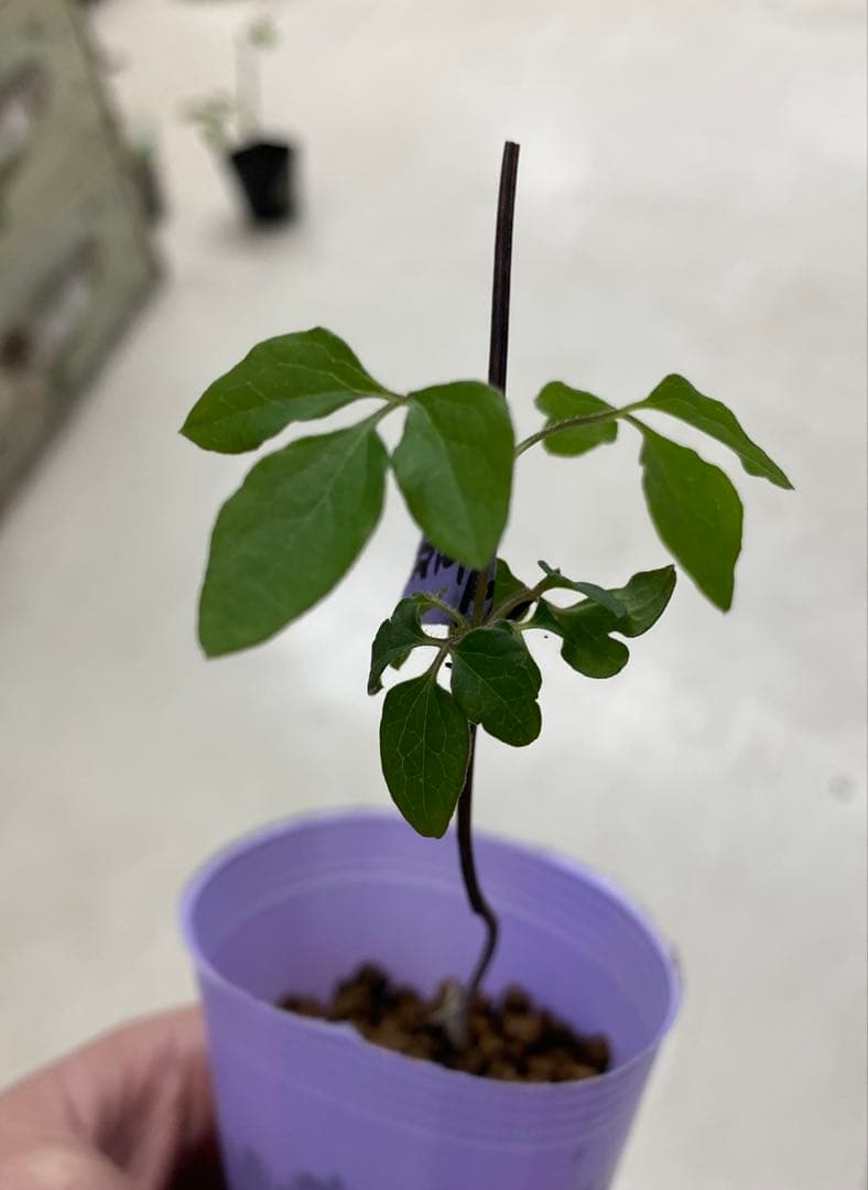 クレマチス　超超希少！！　濃い暗い紫　　挿木苗　小苗　1苗限り