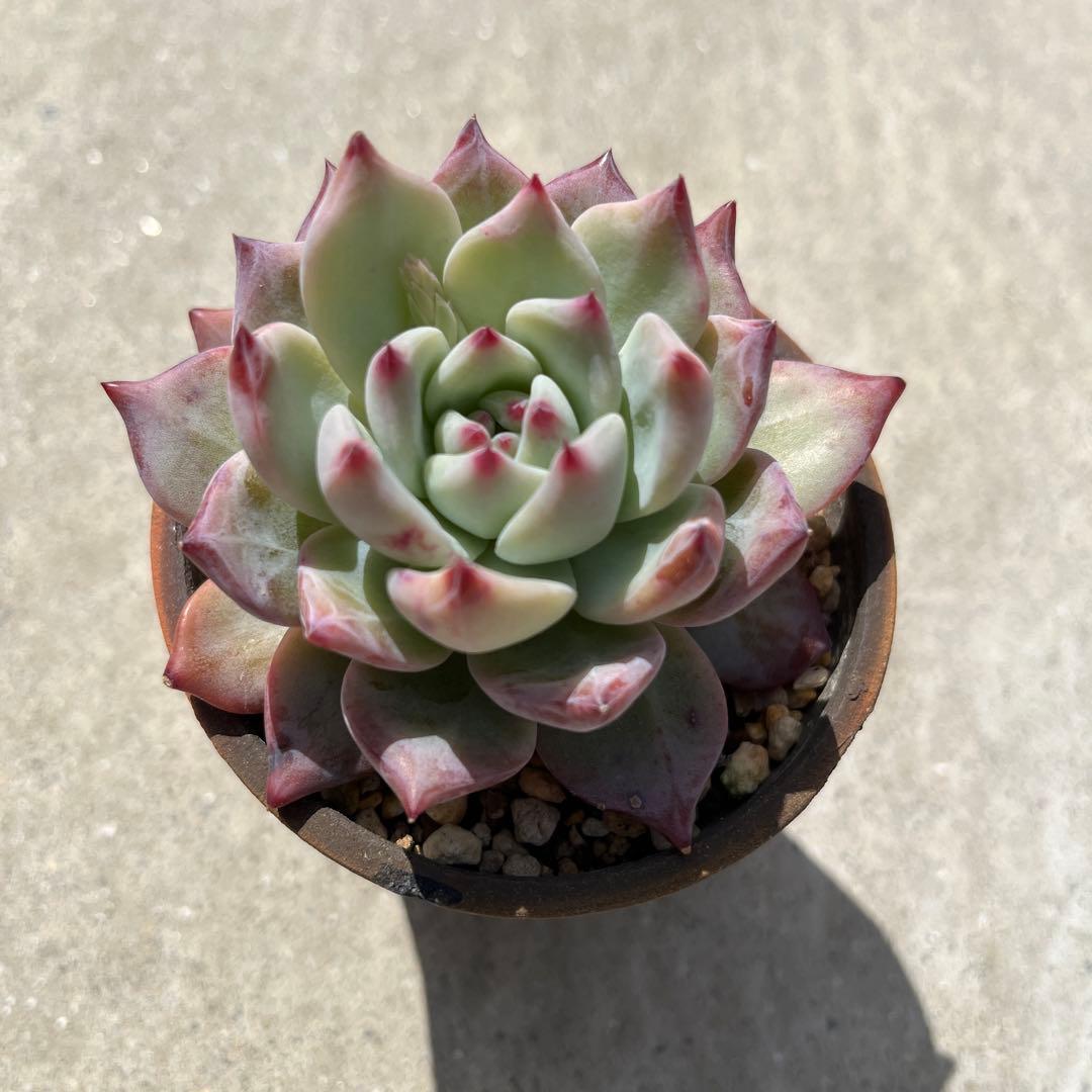 ボノボノ　リンゼアナ