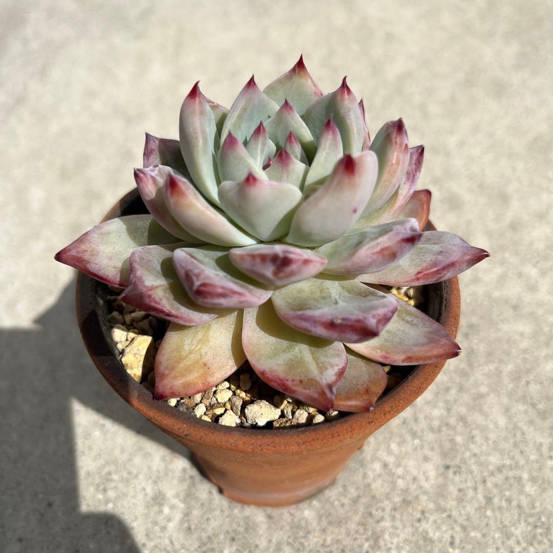 ボノボノ　リンゼアナ