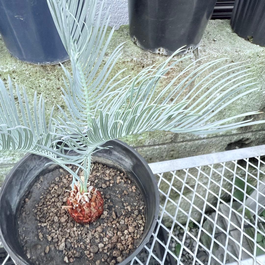 綺麗な赤肌 サイカス カイルンシアナサイズM+ 希少 観葉植物