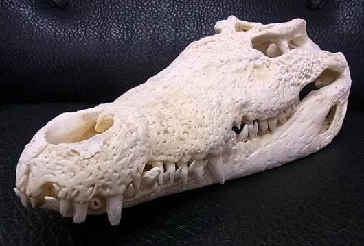 貴重！★迫力サイス！45ｃｍ ナイルワニ （Nile crocodile） 頭骨