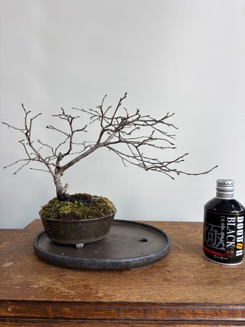 老爺柿　雄木　盆栽