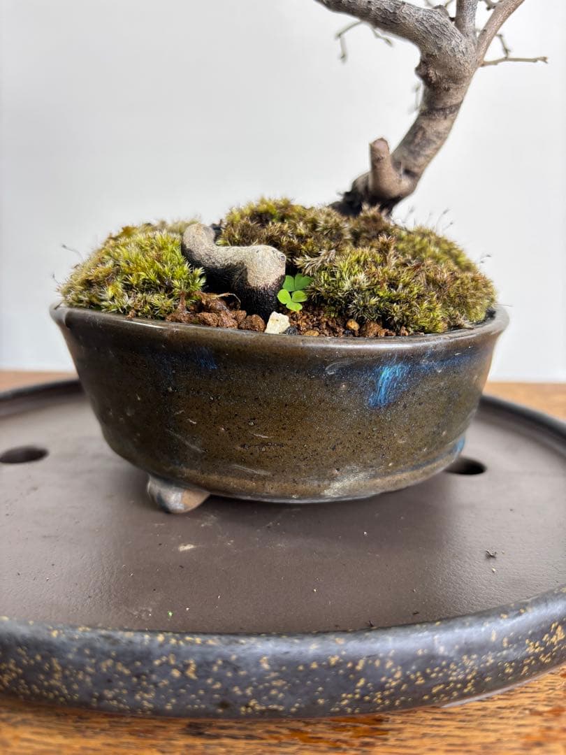 老爺柿　雄木　盆栽