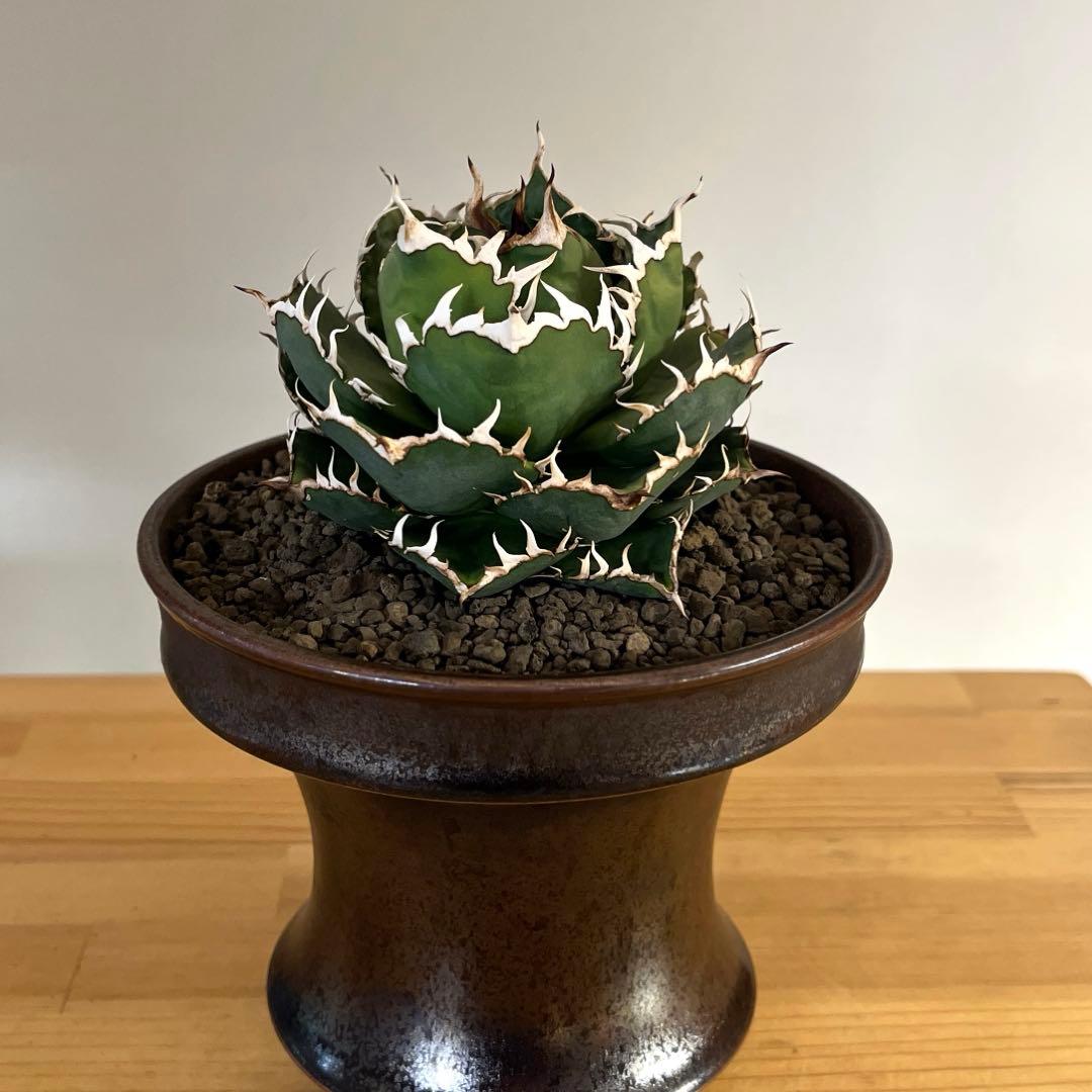 厳選株アガベチタノタフィリグリー　現品鉢ごと発送