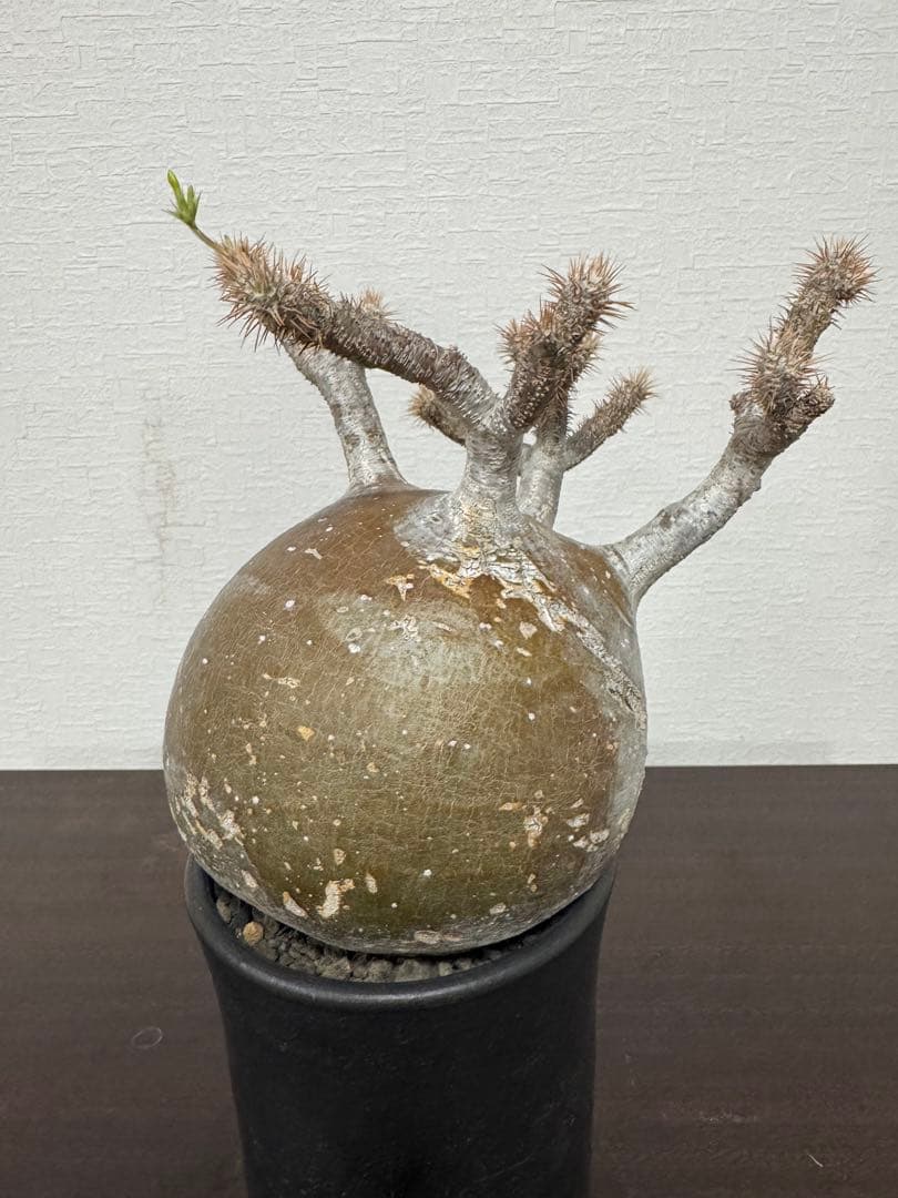 パキポディウム　グラキリス　② 5年管理　　（検　アガベ　パキプス　チタノタ