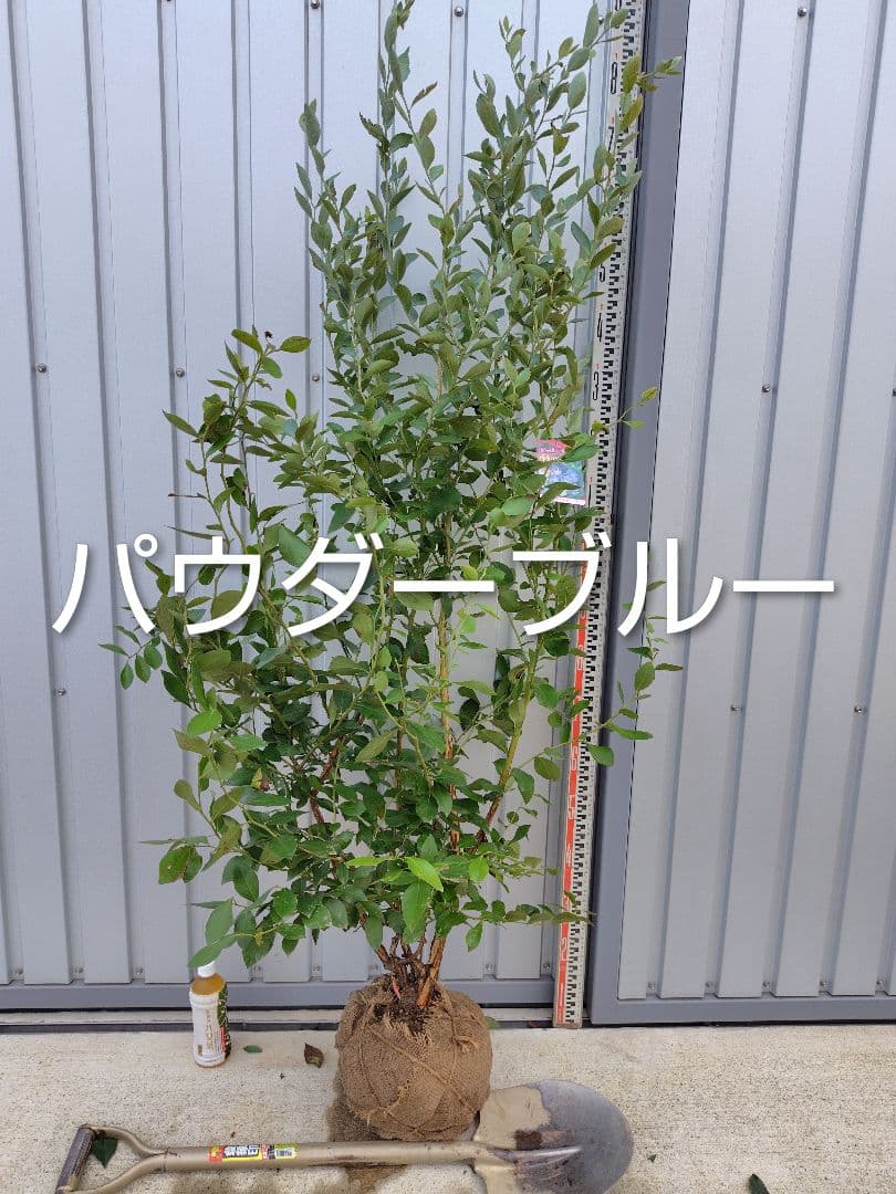 ブルーベリー苗ブライトウェル＆パウダーブルー大苗2本セット