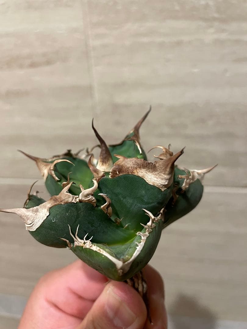 アガベ 大白鯊 雲雀