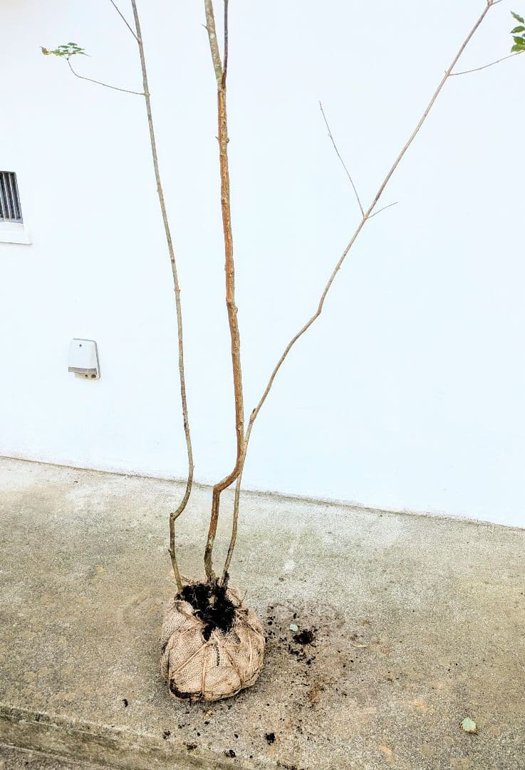 高さ2.5m。山採りアオダモ。