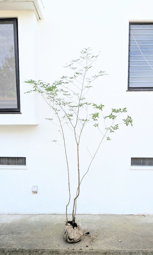 高さ2.5m。山採りアオダモ。