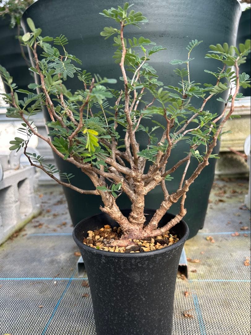 センナ　メリディオナリス　超美株