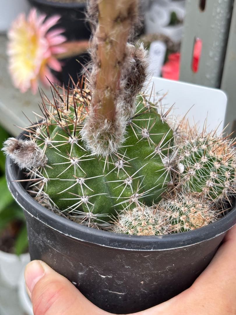 【現品.つぼみ付き】多肉植物　花サボテン　0206