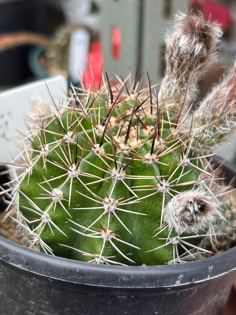 【現品.つぼみ付き】多肉植物　花サボテン　0206
