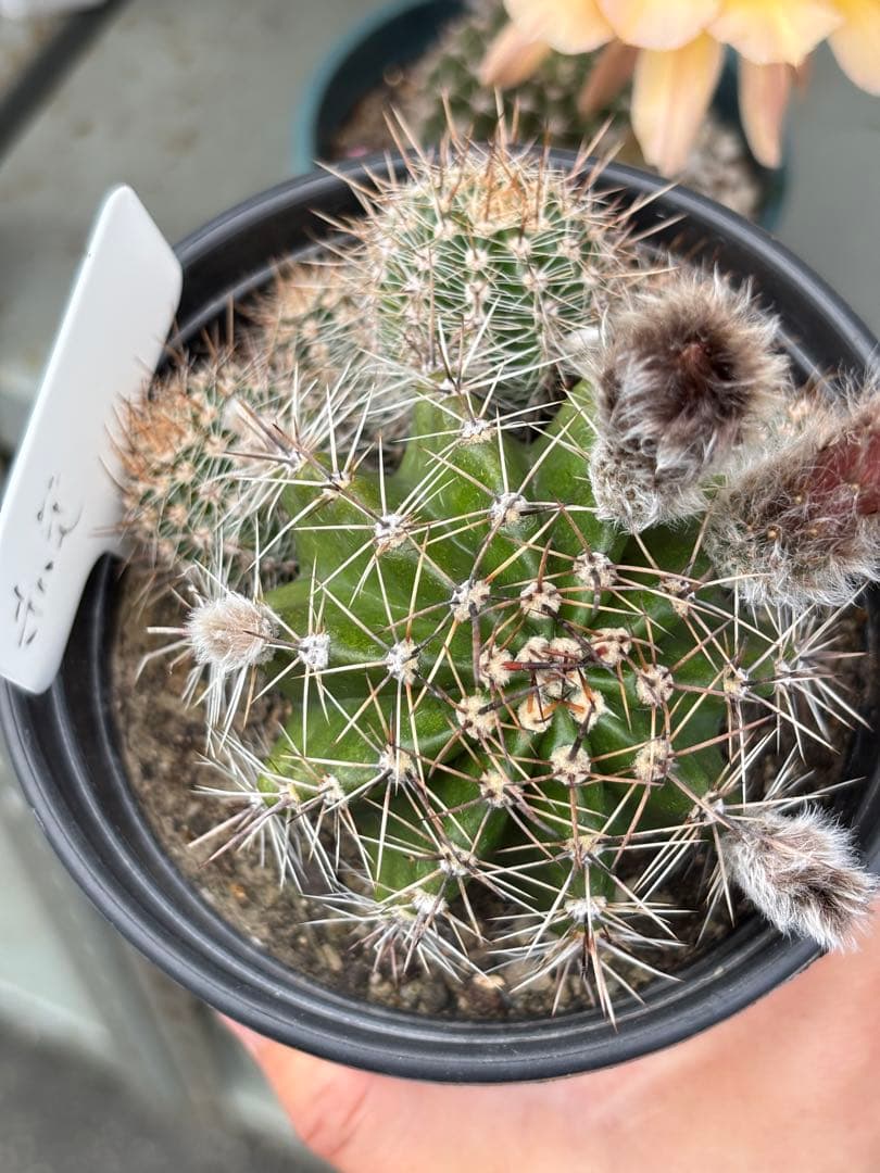【現品.つぼみ付き】多肉植物　花サボテン　0206