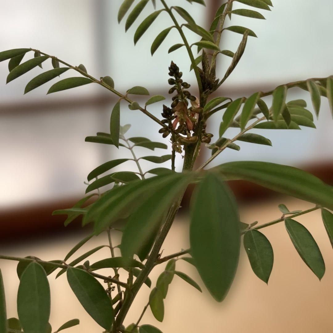 藍　インド藍　インディゴ　苗　開花結実中　お手頃サイズ②