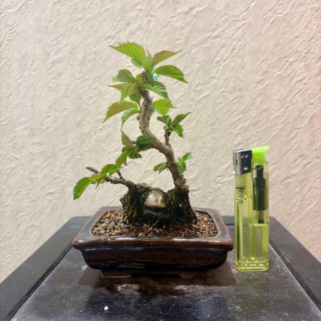 極太!!樹高13㎝　信濃寒桜　2季咲　小品盆栽　真柏　黒松　五葉松　梅　楓　薔薇